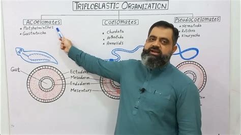 Triploblastic Organization English medium @prof.masoodfuzail ...