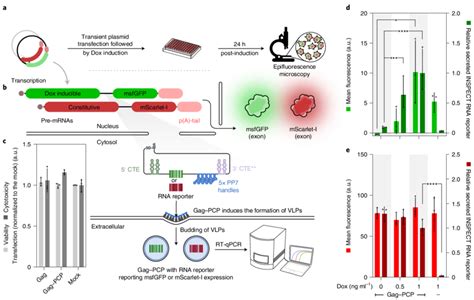 Inspect Reporter Enables Modular Readout Of Coding Genes Using Rna