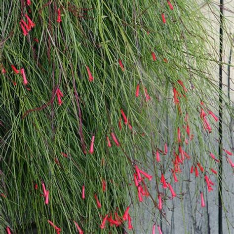 Right At The Front Retaining Wall We Have Russelia Equisetiformis Ruby