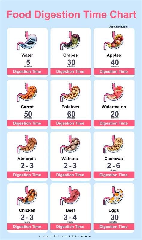 Food Digestion Time Chart - Time Comparison | Food for digestion, Food ...