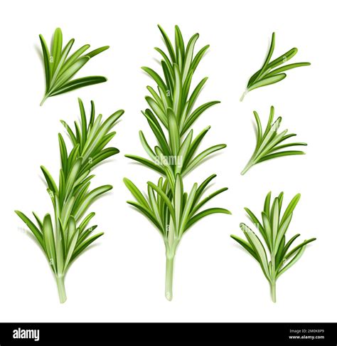 Rosemary Plant Fresh Herb Branch With Green Leaves Isolated On White