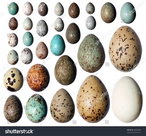 399,161 Bird With Egg Images, Stock Photos & Vectors | Shutterstock