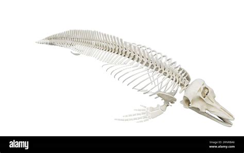 Dolphins Skeletal System Illustration Stock Photo Alamy