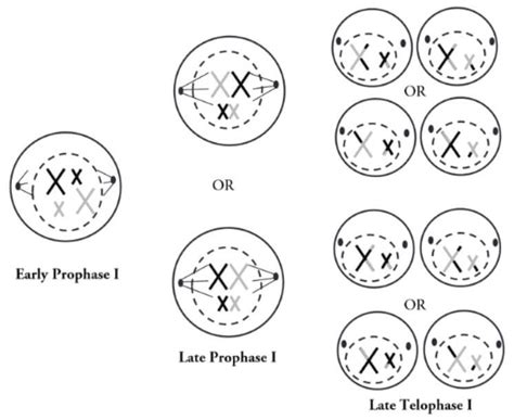 Pogil Meiosis Answer Key 2025 [free Access] Answerkeyfinder