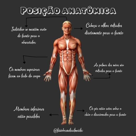 Posição Anatômica Anatomia Humana