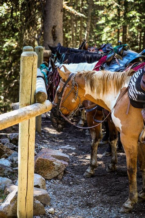 Horses Near Wooden Fence · Free Stock Photo