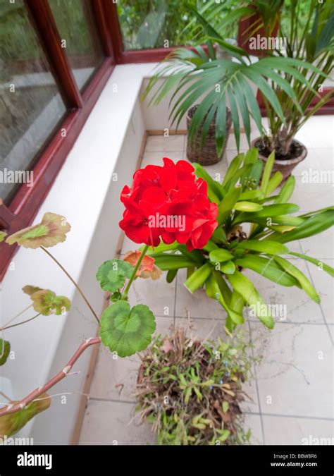 conservatory plants room in house next to garden Stock Photo - Alamy