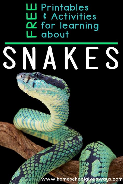 Free Printables For Learning About Snakes In 2021 Cycle For Kids