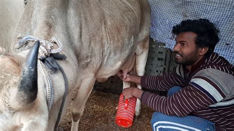 Cow Ka Milk Nikalne Ka Sabse Aasan Tarika How Gives Cow Milk Very