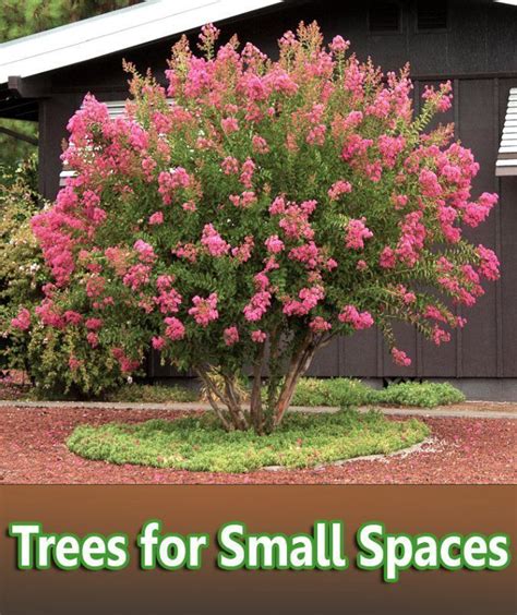 Trees For Small Spaces Garden Design Low Maintenance Garden Design Low Maintenance Garden