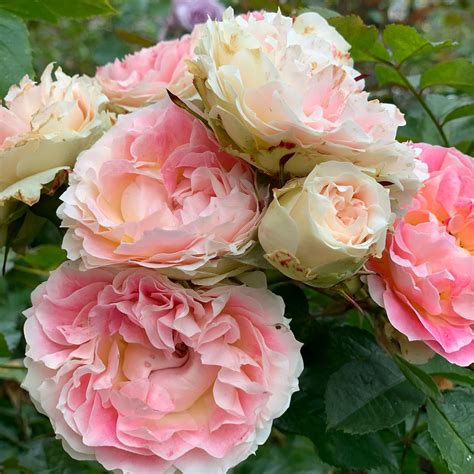 Саженцы роз Плетистые купить с доставкой по Беларуси "BuonRoza"