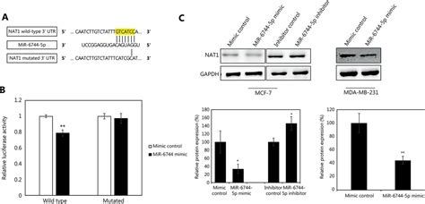 Microrna P Promotes Anoikis In Breast Cancer And Directly Targets