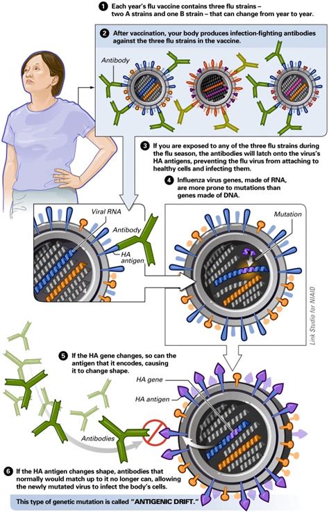 Microbe Illustrations Biology Of Human World Of Viruses