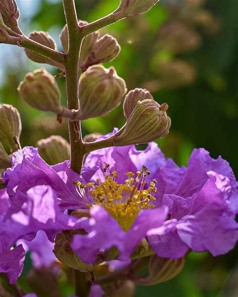 LAGERSTROEMIA SPECIOSA - Nature Nursery - Central India's Biggest Nursery in Indore