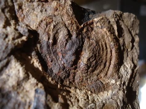 Triassic Plant - Fossil Hunting Trips - The Fossil Forum