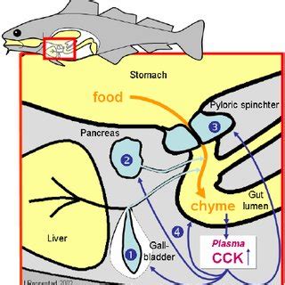 Roles of cholecystokinin (CCK) in digestion. Compiled from sources in ...