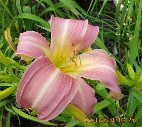 Photo Of The Bloom Of Daylily Hemerocallis Lilting Belle Posted By