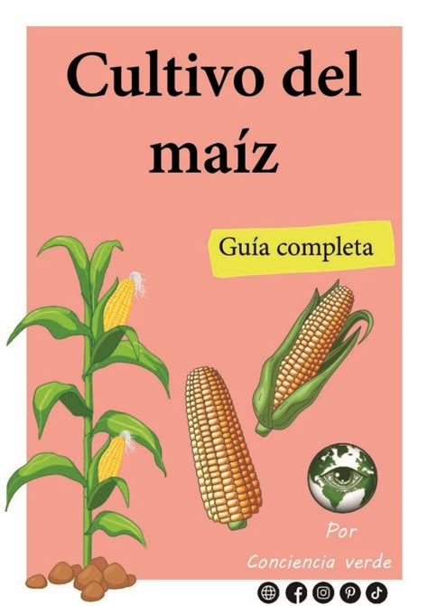 Cultivo del maíz guía completa digital Conciencia Verde