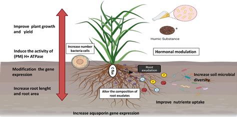 Frontiers Humic Substances In Combination With Plant Growth Promoting