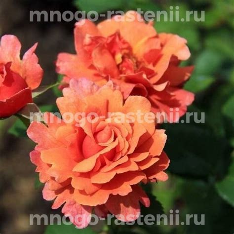 Саженцы Роза Изи Даз Ит (Rosa Easy Does It) купить по цене 660 руб. в ...
