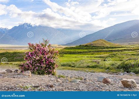 Wild Rose Shrub Bush Flower Bloom Mountain Meadow Stock Photo Image