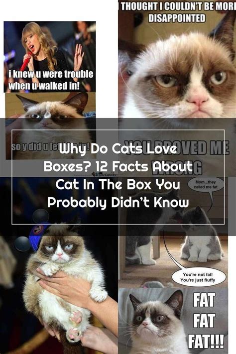 Grumpy Cat Why Do Cats Love Boxes 12 Facts About Cat In The Box You