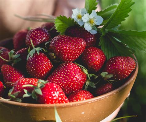 Problems with strawberries: expert tips for common issues | Homes and