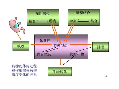 药理学总论 药物代谢动力学课件word文档在线阅读与下载免费文档