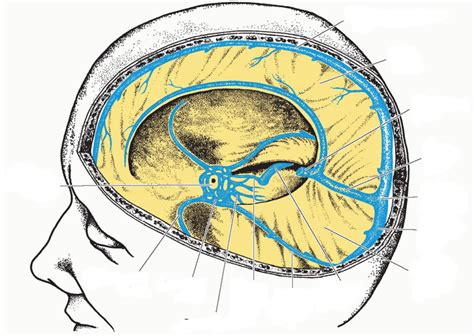 Internal Venous Drainage Diagram Quizlet