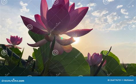 Sunrise In The Field Of Lotuses Pink Lotus Nelumbo Nucifera Sways In