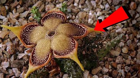 Worlds Most Mysterious Flower Found On Earth Brahmkamal Youtube