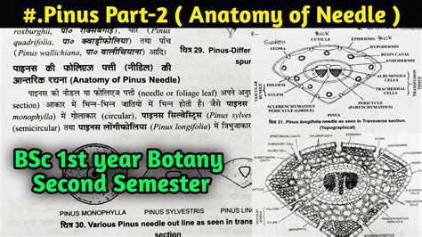 Pinus Part 2 Anatomy Of Pinus Needle Bsc First Year Botany Second