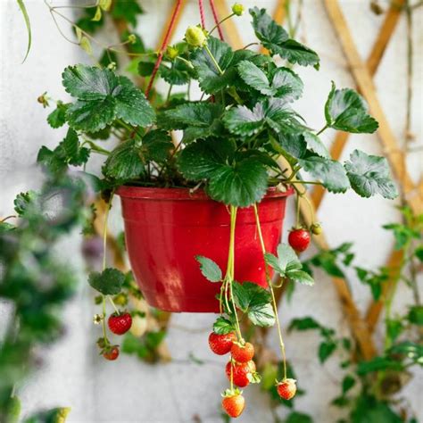 Strawberries Hanging Basket Norfolk Veg Box