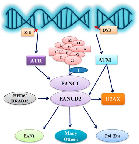 Ijms Free Full Text Fancd And Dna Damage