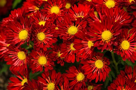 15 Stunning Red Flowers For Your Garden