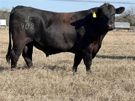 Angus Bulls Texas Salebarn