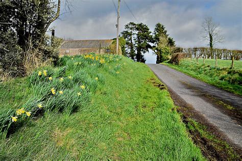 Daffodils Lying Along Lower Radergan Kenneth Allen Cc By Sa 2 0