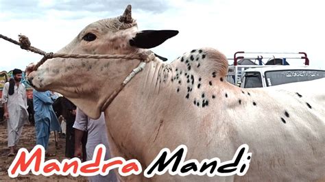 Mandra Mandi Today Update Ll Part 3 Ll Fateh Jangi Bulls Ll 31 05 2023