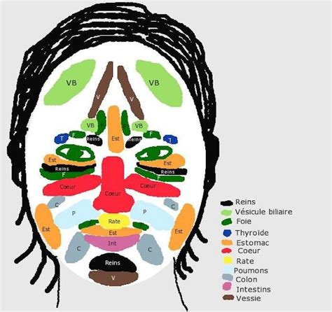 Zones Du Visage Bouton Visage Visage Medecine Chinoise