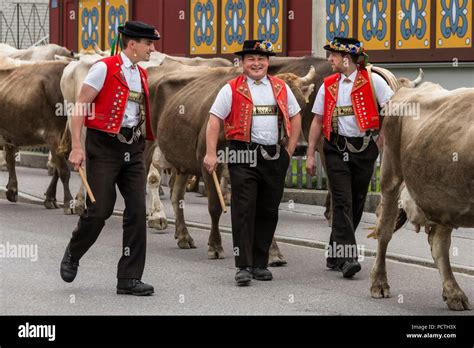 Herd Of Cattle And Alpine Farmers During Alpabzug In Urn Sch