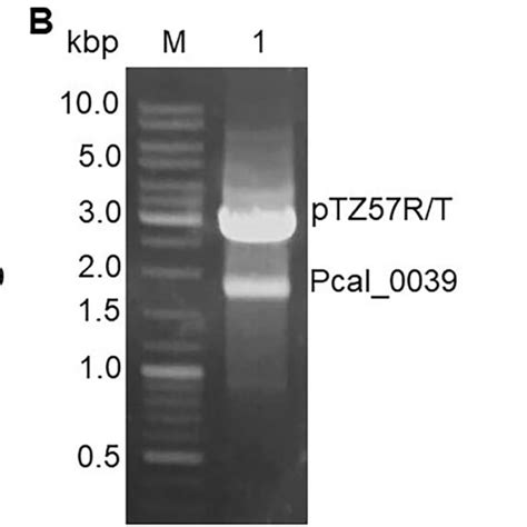 Ethidium Bromide Stained Agarose Gels Showing Cloning Of Pcal