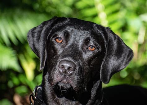 Are Black Labs Good Dogs