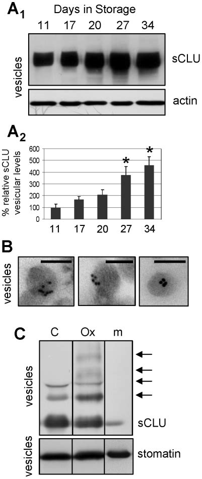 Representative Sclu Immunoblot A And Densitometric Analysis A Of