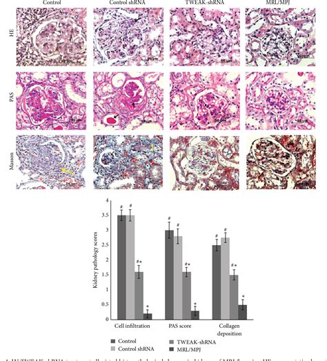 Figure From Tumor Necrosis Factor Like Weak Inducer Of Apoptosis