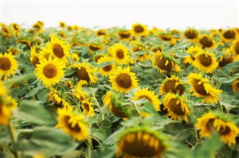 Campo Estivo Di Girasole Campo Di Girasoli Con Cielo Blu Un Campo Di