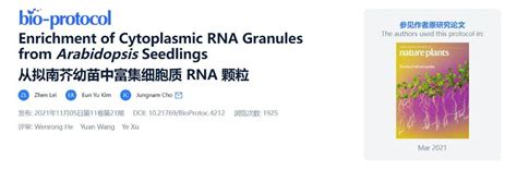 从拟南芥幼苗中富集细胞质 Rna 颗粒 知乎