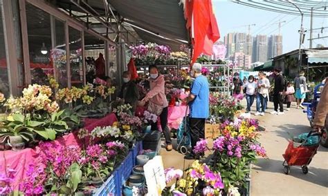 春节到逛广州最大的岭南花卉市场买盆年花就过年 闪电鸟