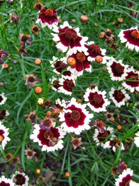 Цветок кореопсис многолетний (72 фото) » НА ДАЧЕ ФОТО