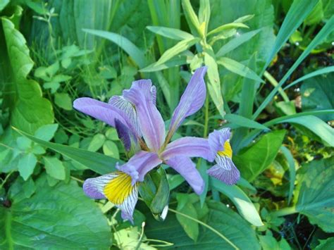 Wetland Plants Wild Ones Gibson Woods Chapter