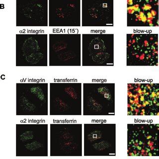 Clusters Of V And 21 Integrins Are Internalized Through Distinct